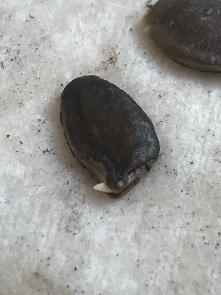    Проросло семечко