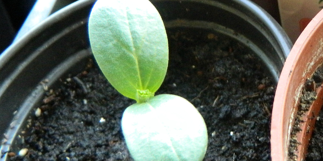 Как вырастить ранний урожай огурцов на подоконнике