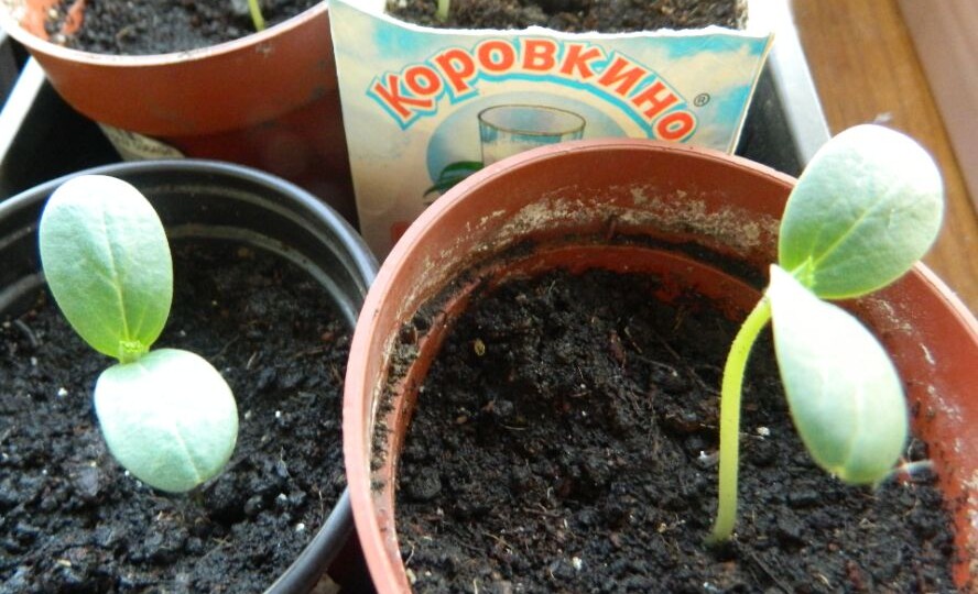 Как вырастить ранний урожай огурцов на подоконнике