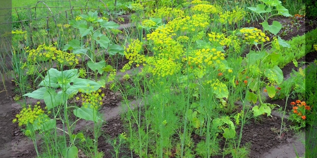 О пользе и вреде привычных дачных растений: что можно сажать радом, а совместная посадка каких культур приведет к потере урожая