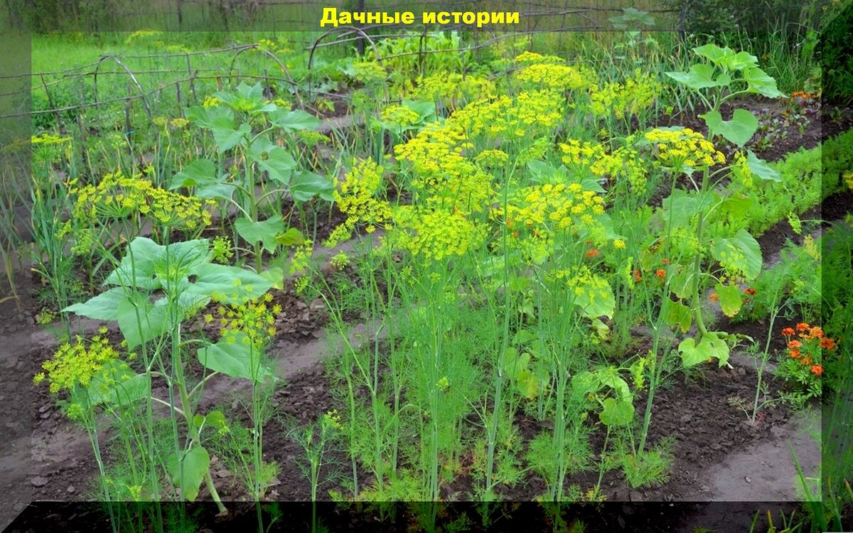 https://vk.com/photo-159774511_457264078 Укроп