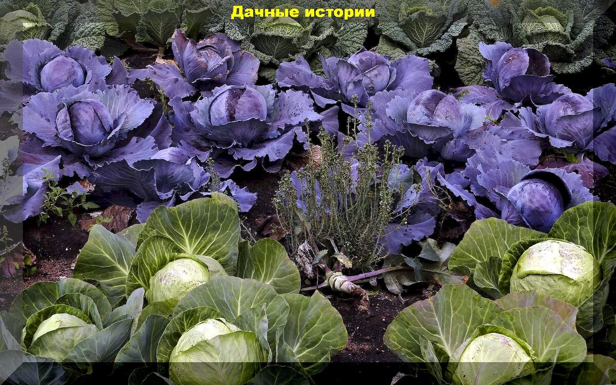 https://vk.com/photo-159774511_457264079 Капуста