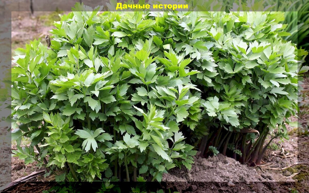 Любисток москва. Растение любисток. Любисток многолетний. Любисток амур. Любисток сычуаньский.