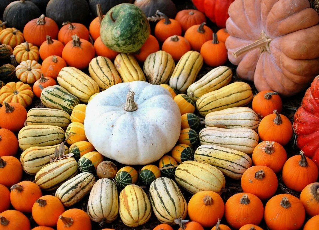 тыква на пару сколько