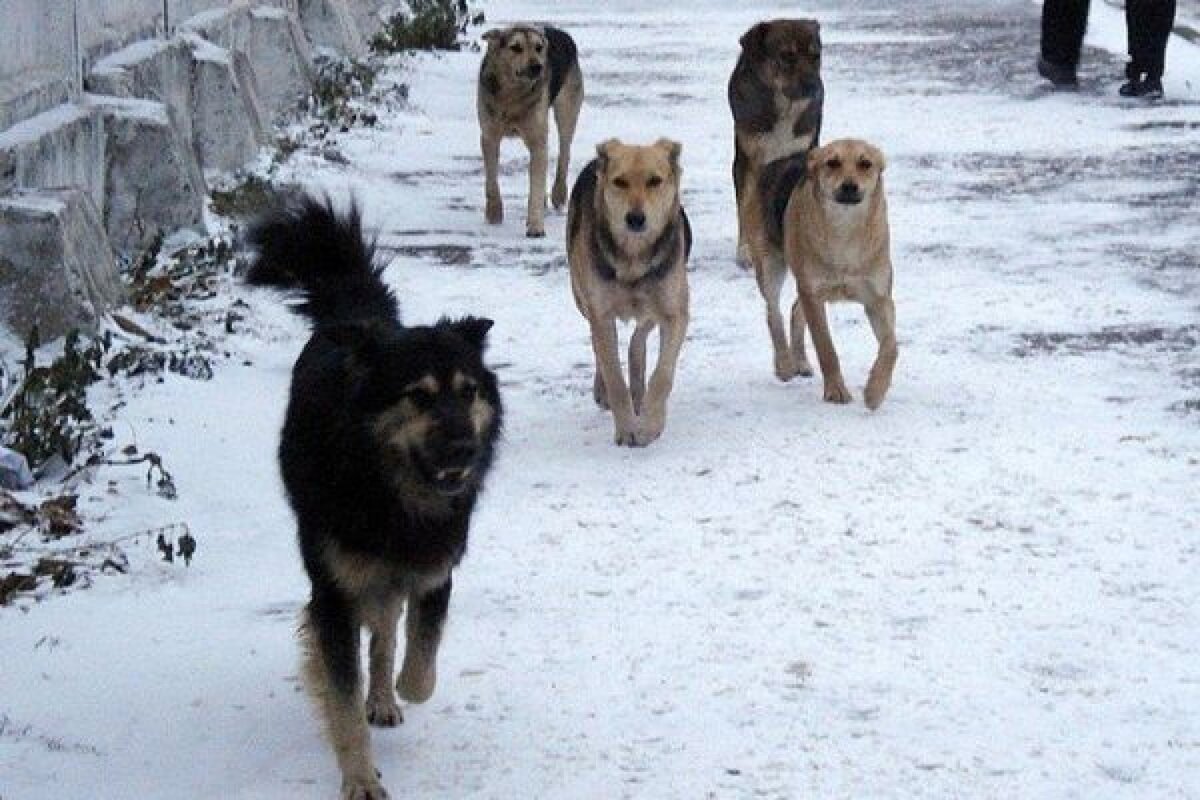 Новосибирск бродячие животные. Дверь staywell 4 way locking pet door. Щеночек в коробке белый. Новорожденные щенки. Выходить щенка.