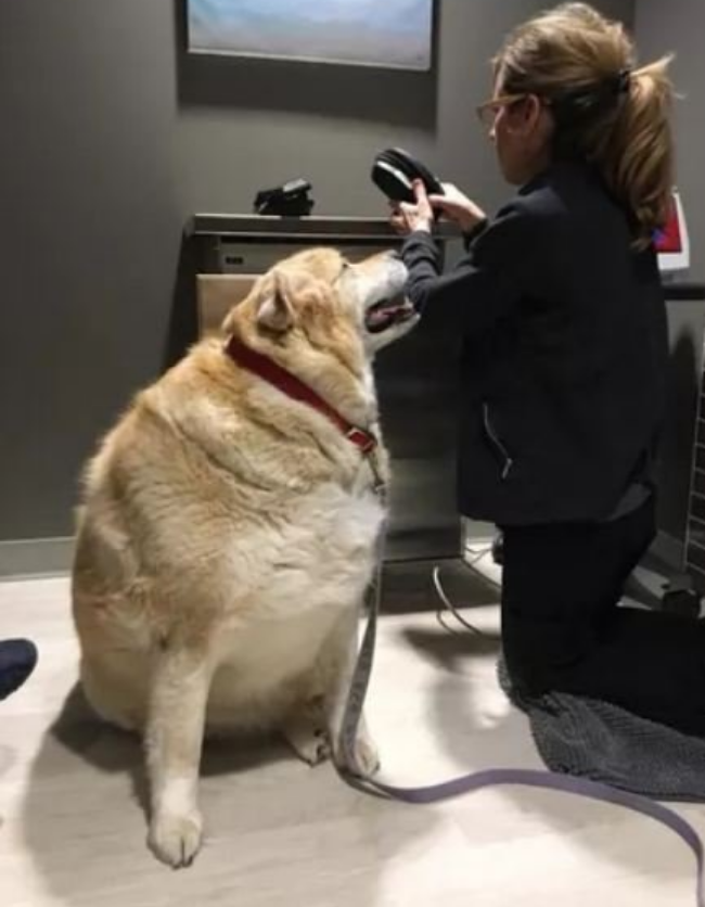 Собака и математика. Собака учитель. Собака математичка. Реши собаку. Умная собака в очках.