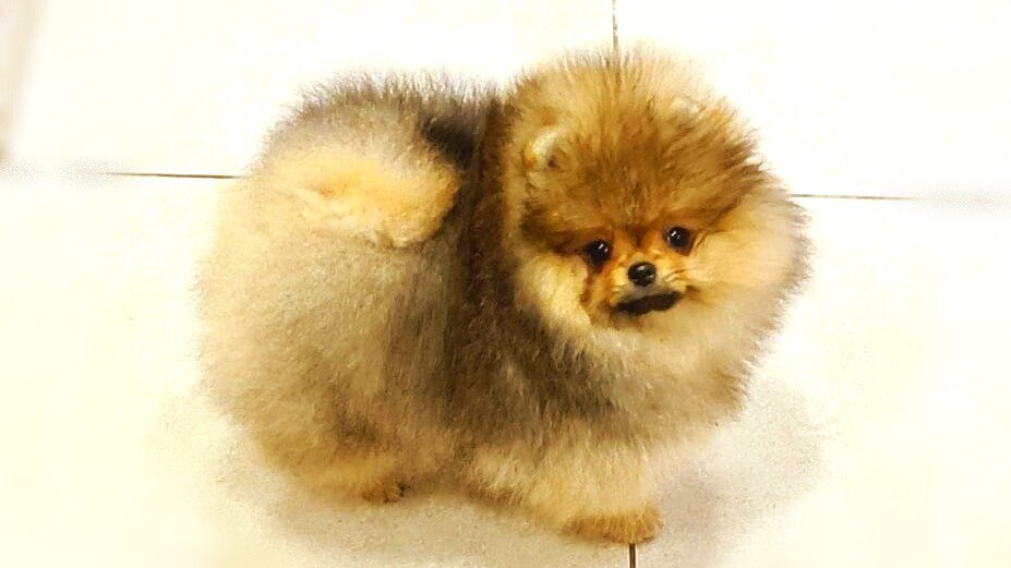 Наша Бали(Бальбина)