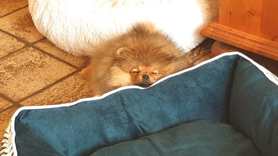 Бали первый день в новом доме. Вместо лежанок выбрала пол