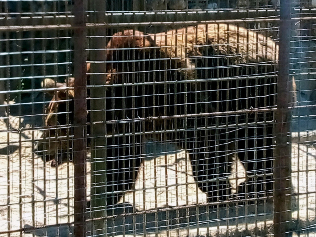 Камчатский бурый медведь описание. Сообщение о медведе. Доклад о медведях. Описание бурава медведя. Рассказ описание про медведя.