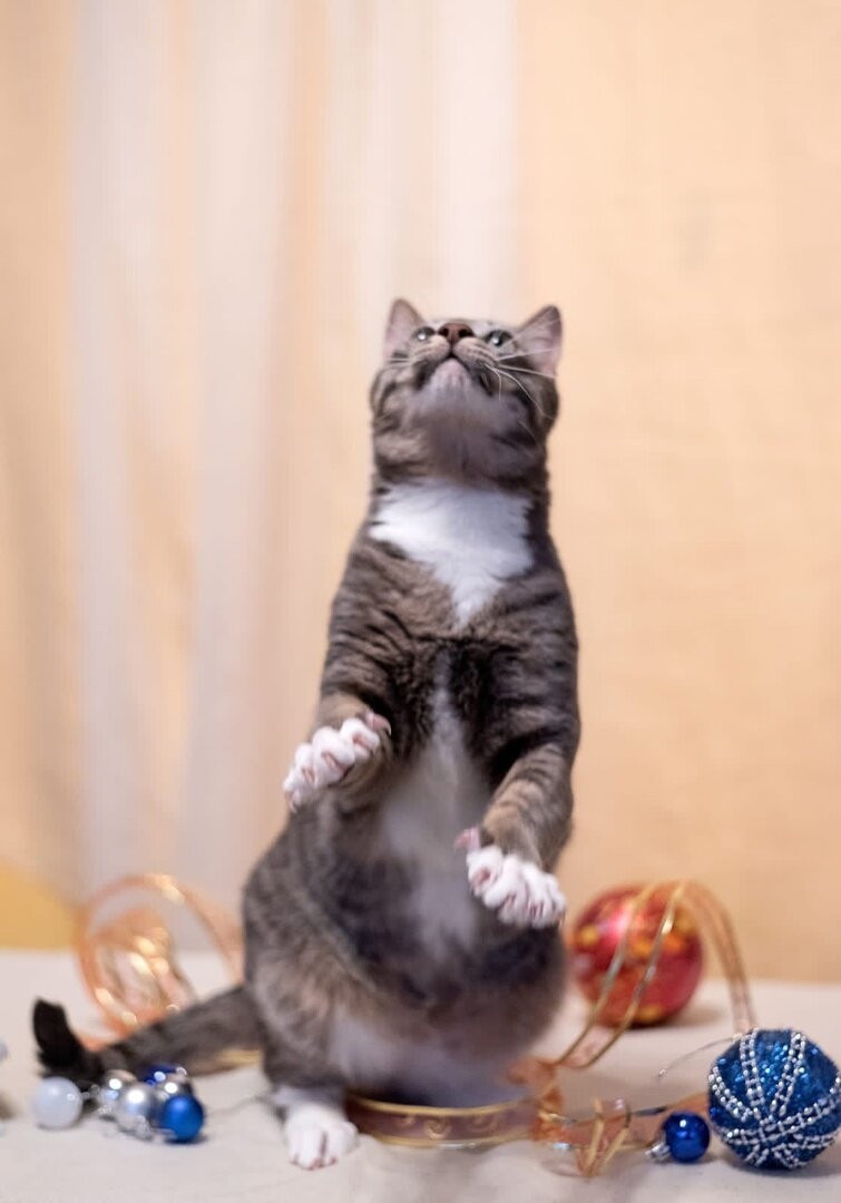 Бездомные котята. Фото кота выглядывающего из-за угла пранк. Бездомный котенок на улице. Как выбрать кота. Котенок на улице.