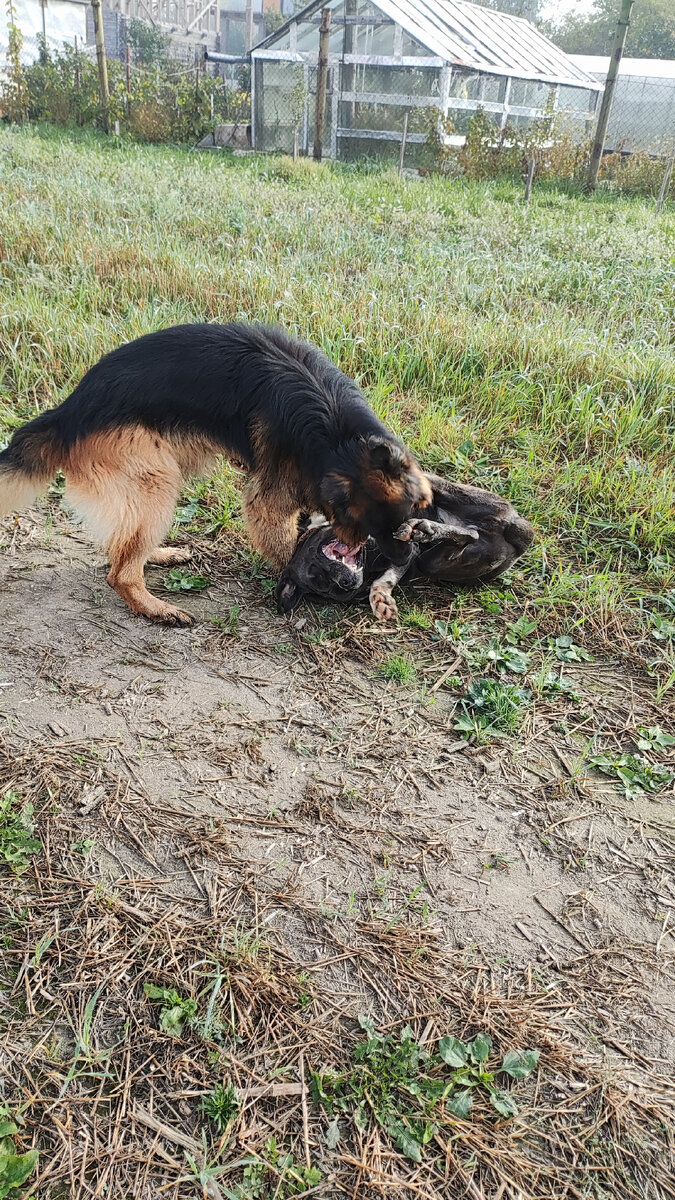 ищем доброго хозяина. кошка ищет дом. помогите найти хозяина. найти хозяина. хозяин найдись.