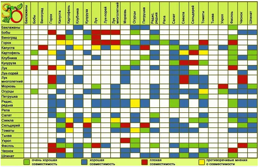 Соседство на грядке овощей таблица