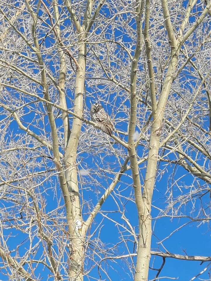 Какого января идти на работу. Может не ходить на работу. Ползу в отпуск. Какого января идти на работу. Оплачиваемые праздники в январе 2021.