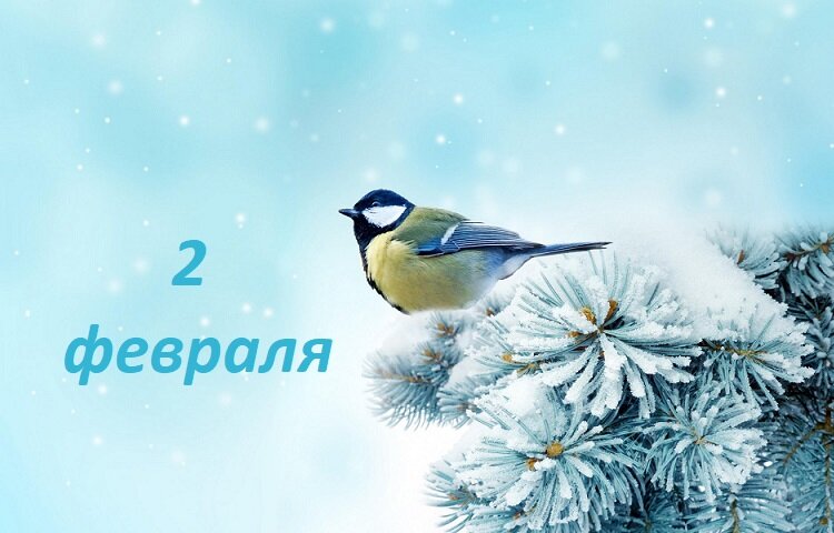 Картинка зимующие птицы для детей на прозрачном фоне