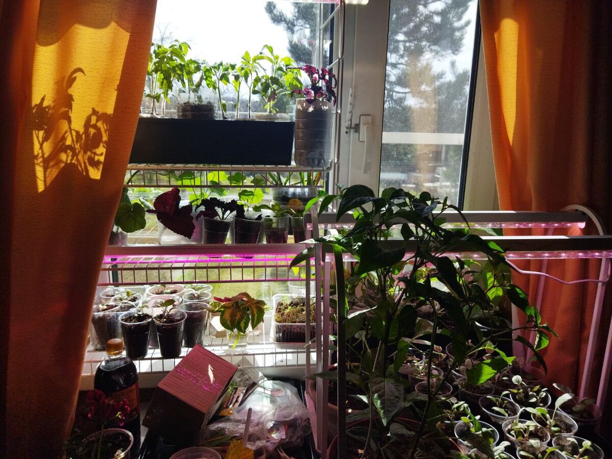 Почему они признались. Признание раскольникова в преступлении. Смешные шутки про арину. Почему алкоголик не признается что он алкоголик. Причины признания раскольникова.