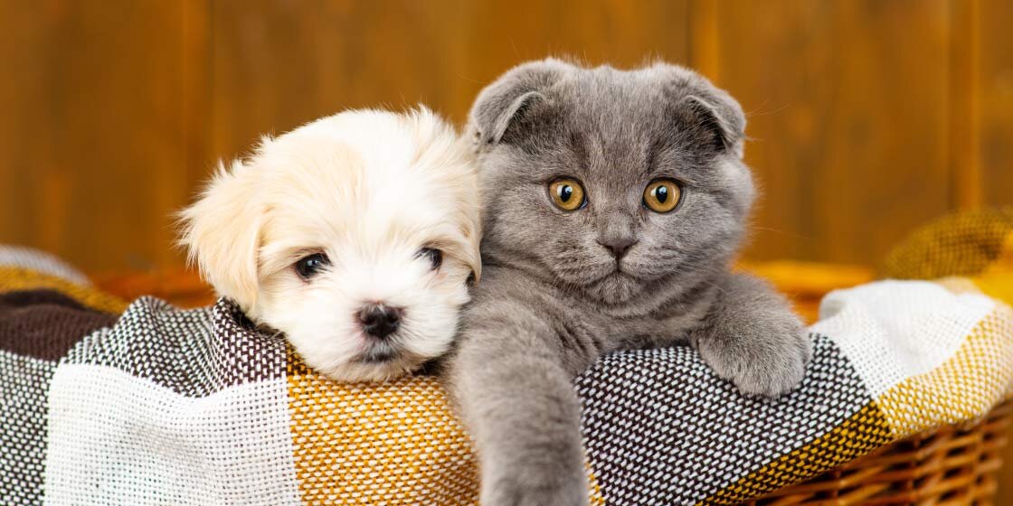 Контур эльба увольнение. Контур. Эльба программа. Отзывы интерфейс. Патентная система налогообложения ставка.