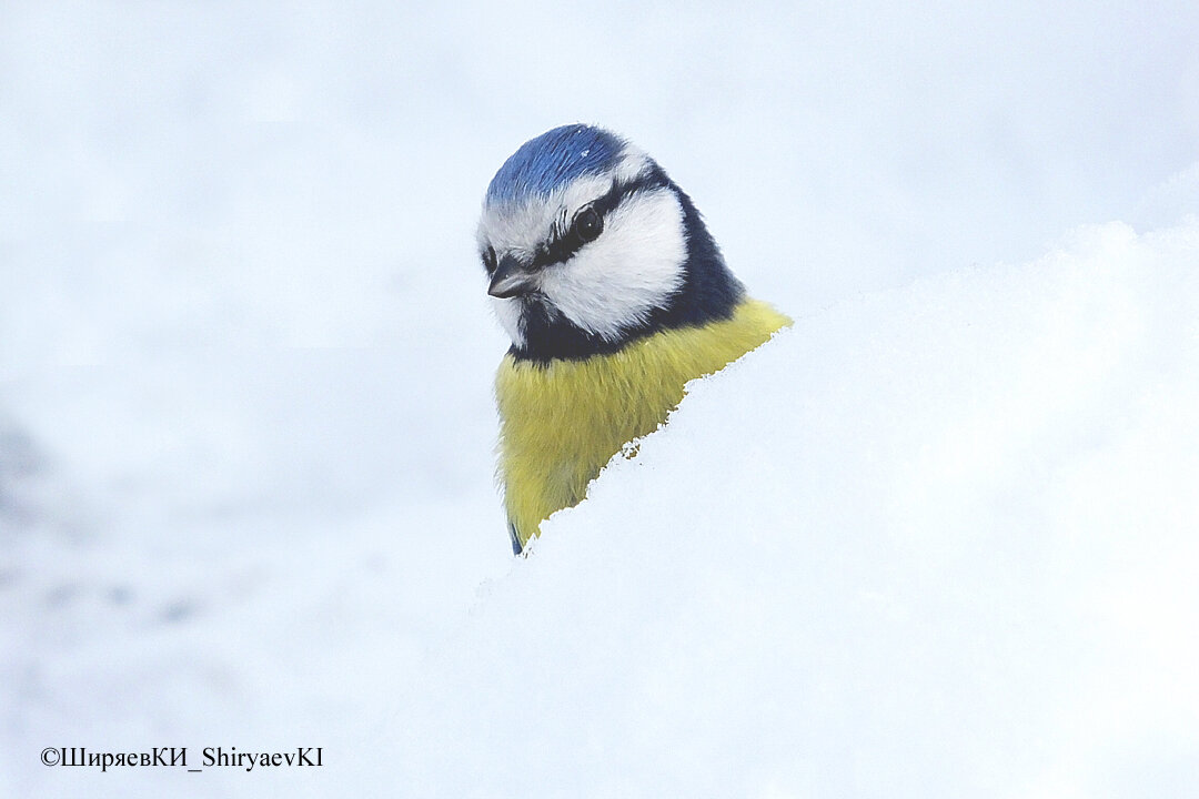 ОБЫКНОВЕННАЯ  ЛАЗОРЕВКА