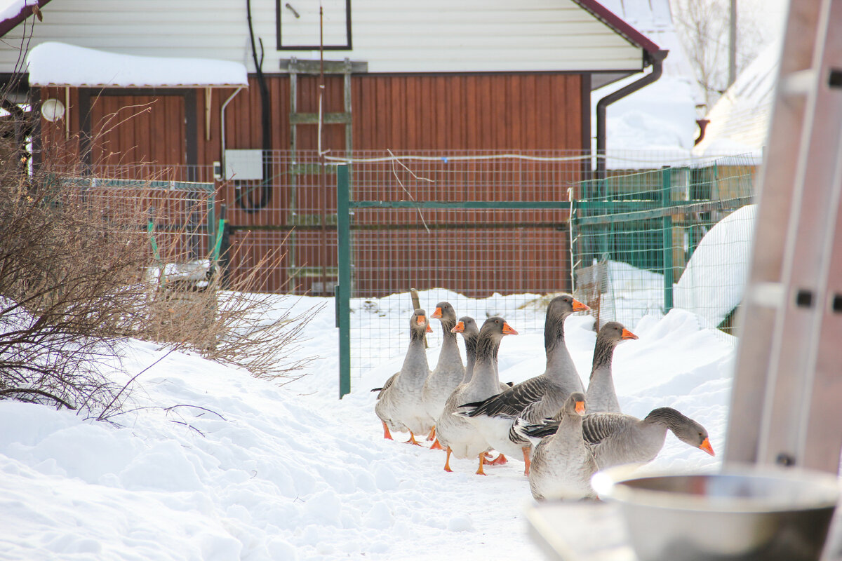 Молодая ферма: мама и дочка создали успешное фермерское хозяйство под ...