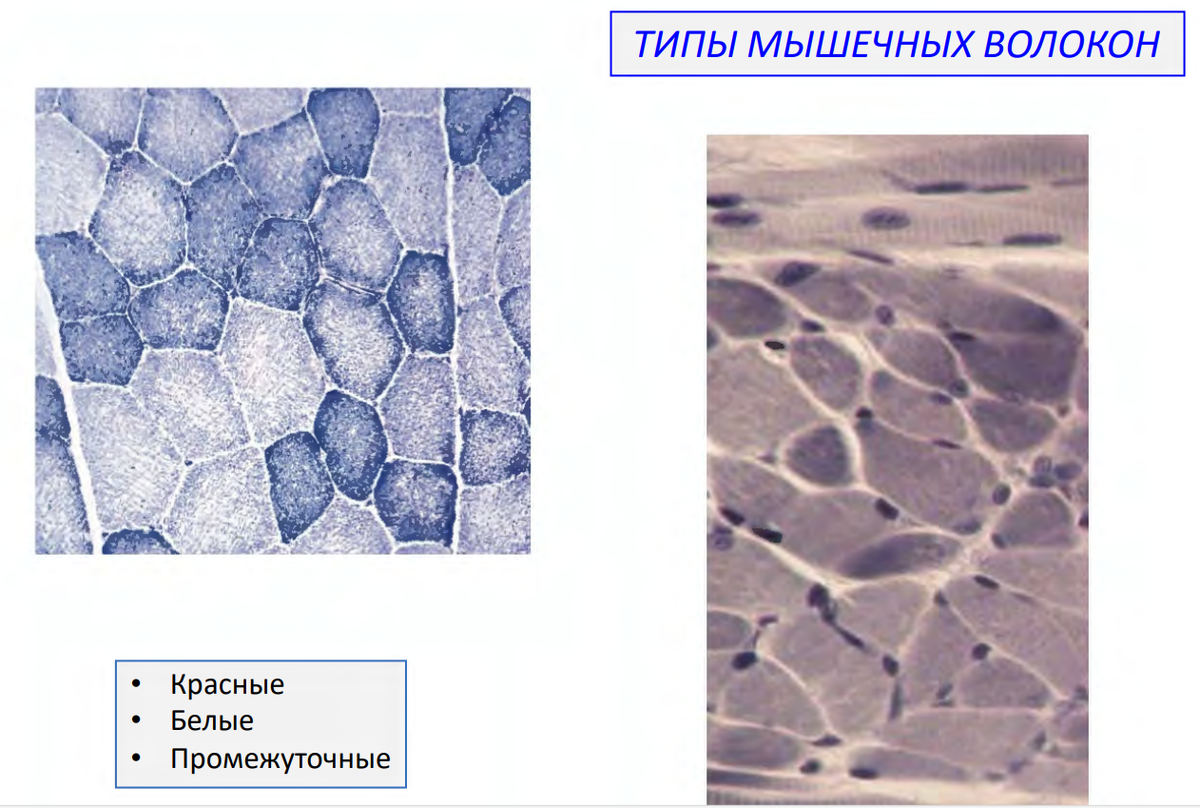 Типы мышечных волокон