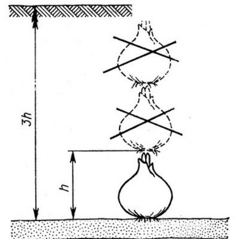 Лилии глубина посадки луковиц. Глубина посадки луковиц лилии схема. Схема посадки луковицы лилии. Глубина посадки лилий весной в открытый грунт.