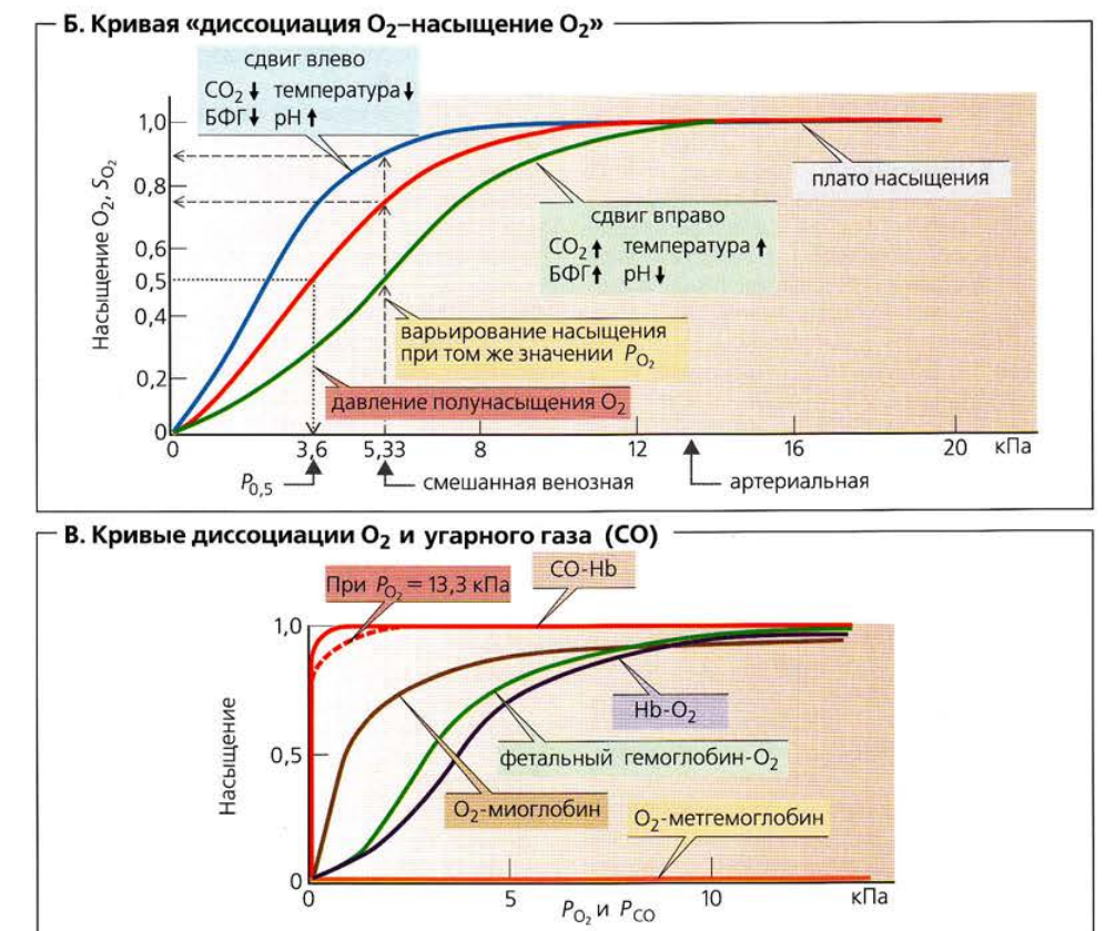 Условия работы гемоглобина в норме и патологии