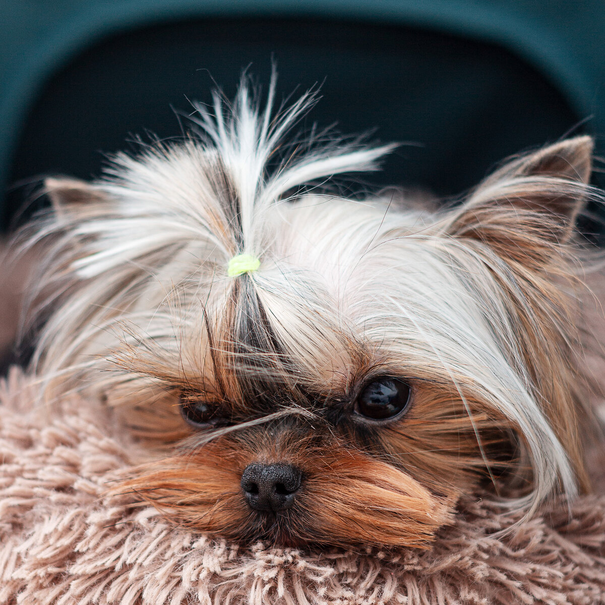 Собачка из приюта для маленьких собак Домик  Мелкашей