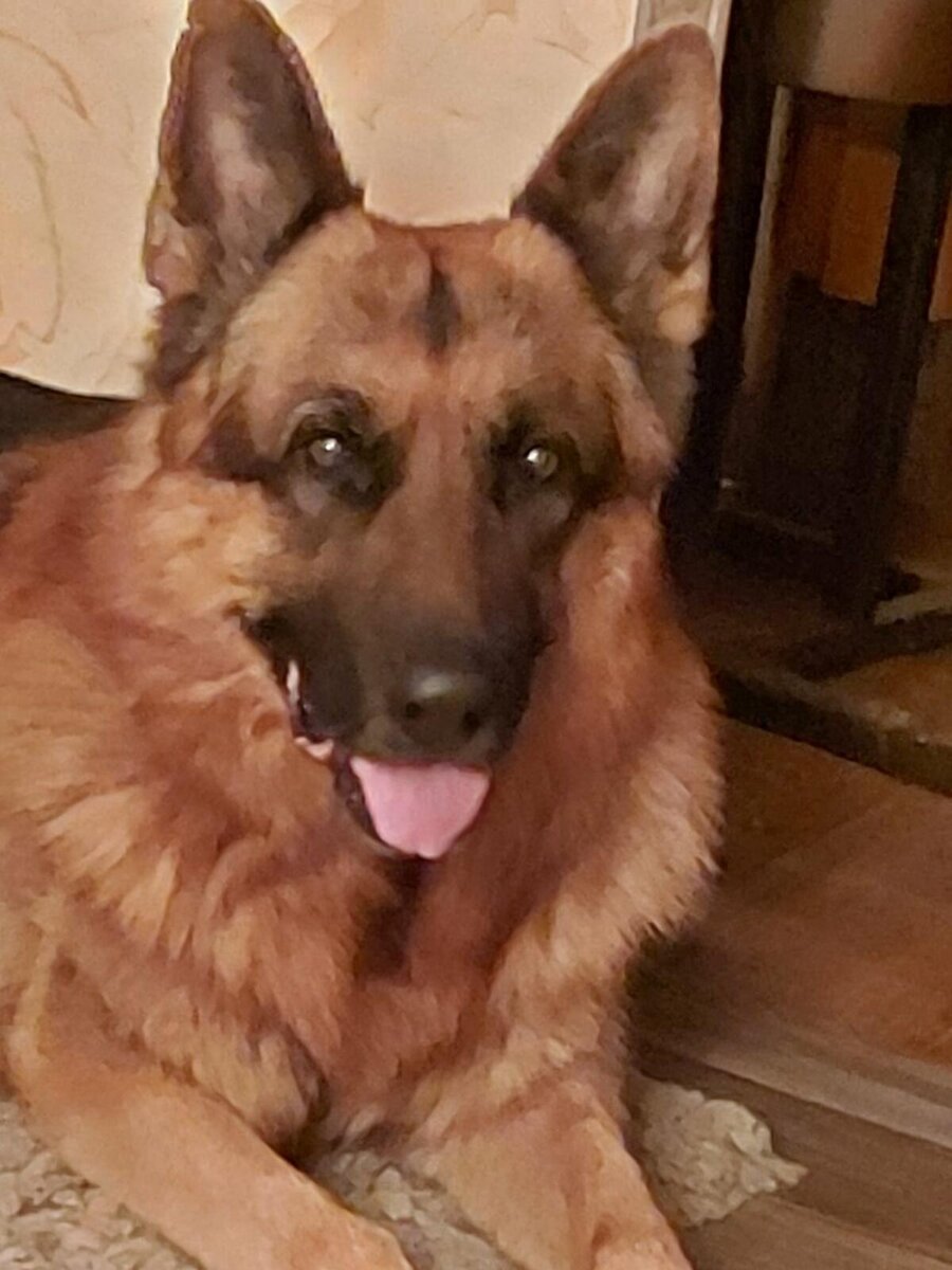 испуг собаки. собака боится жить. злая собака. собака боится жить. стресс у животного.