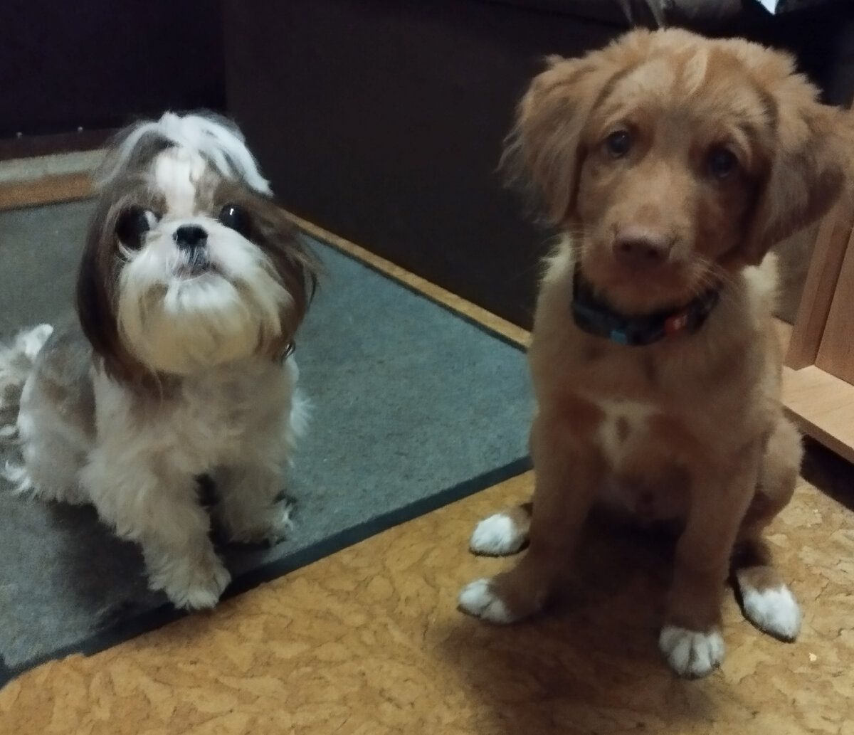 Ирвин с Бэллочкой