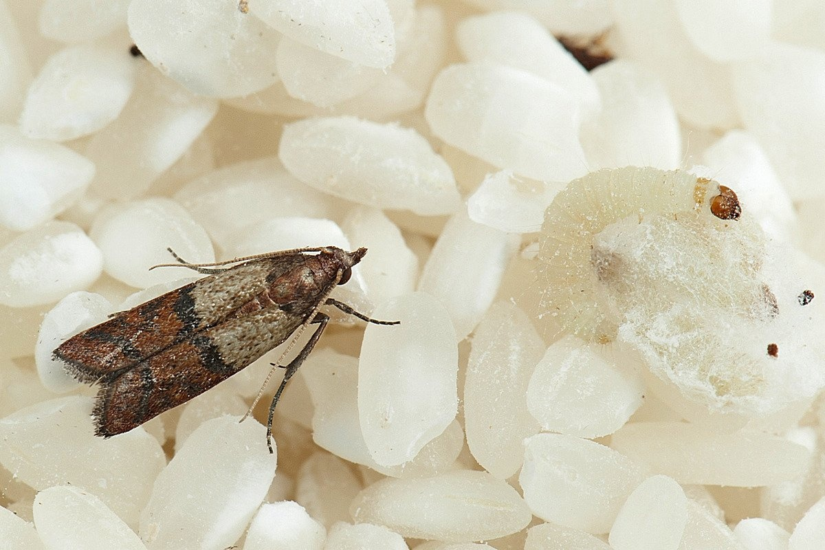 Ничего необычного, просто рис с мясом. 