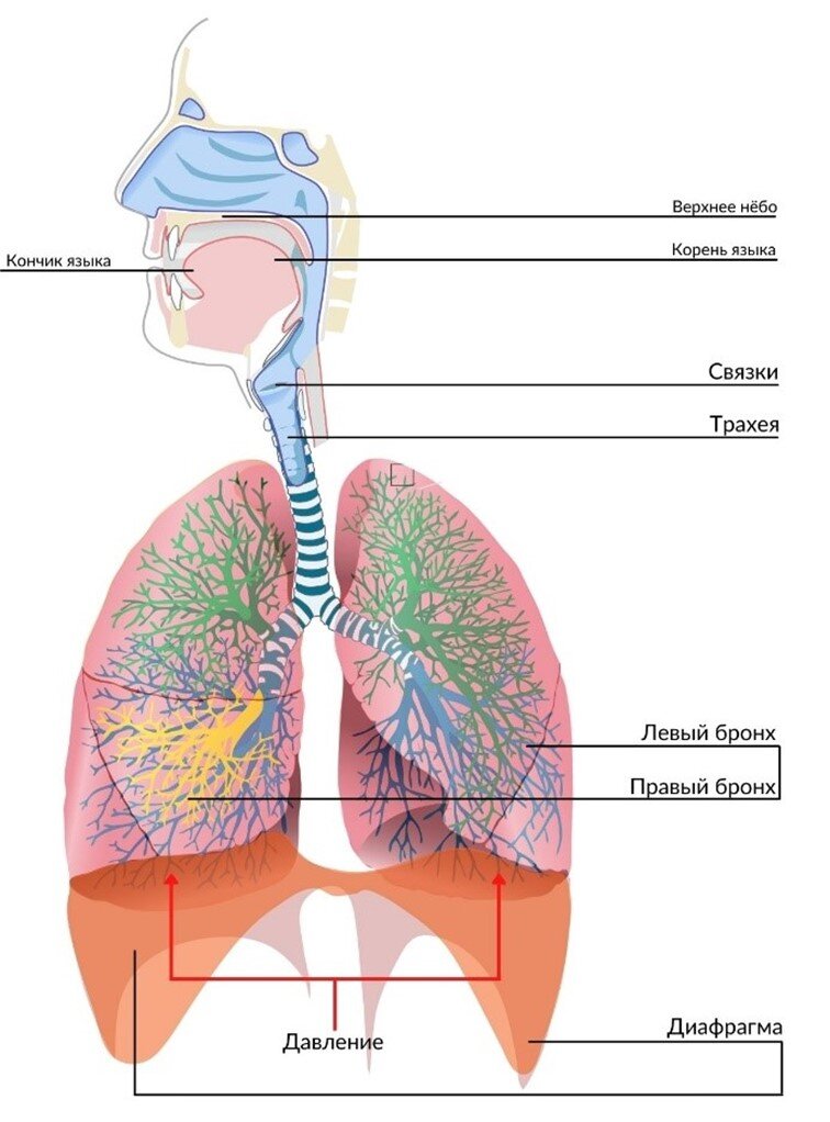 дыхание вариант 1. тест по биологии 8 класс пищеварительная система с ответами. наиболее рациональное дыхание.