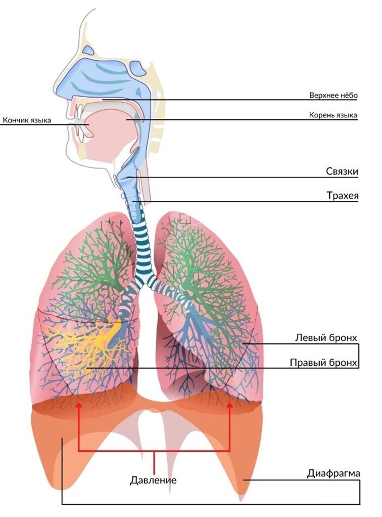 Легкие наполняются воздухом