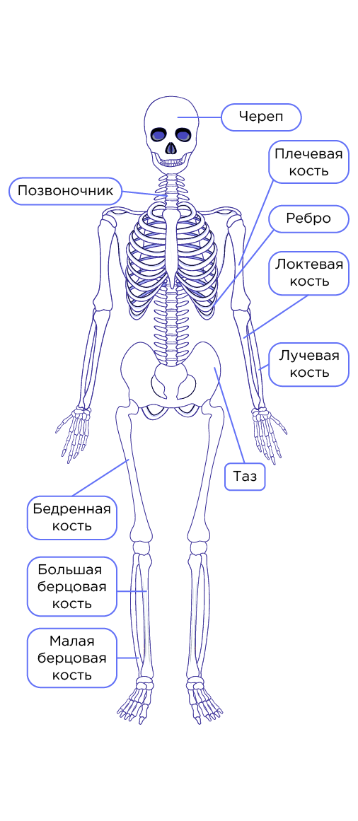 Скелет человека Изображения – скачать бесплатно на Freepik