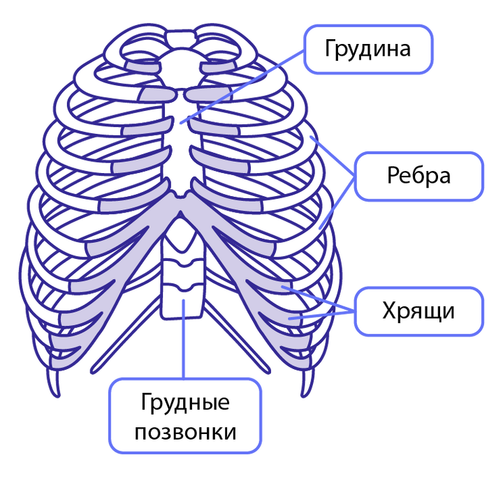 Грудная клетка анатомия 10 ребро