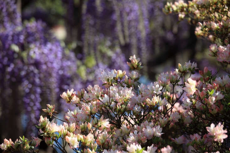 Азалии представляют собой группу рододендронов, отличающихся тем, что в их цветках пять тычинок вместо 10