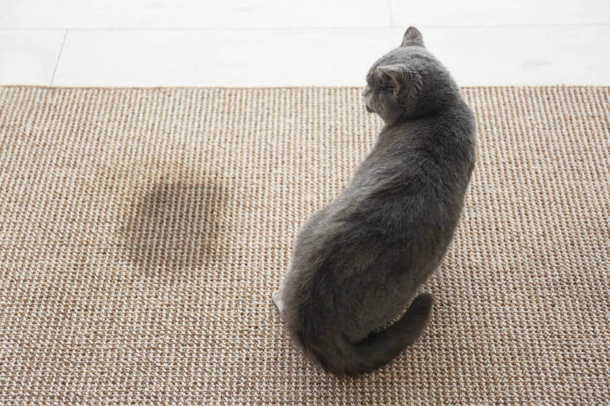 Как избавиться от кошек на участке. Собака описала диван. Коты описали диван. Кошка описалась на диван. Котик описался.