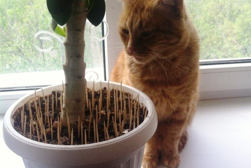 Котам вход запрещен. Кот гадит под дверь. Кот гадит под дверь. Котенок нагадил. Объявление про кошек в подъезде.