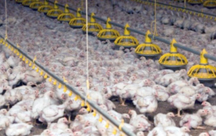    Две компании Липецкой области вошли в российский ТОП-25 производителей мяса бройлеров