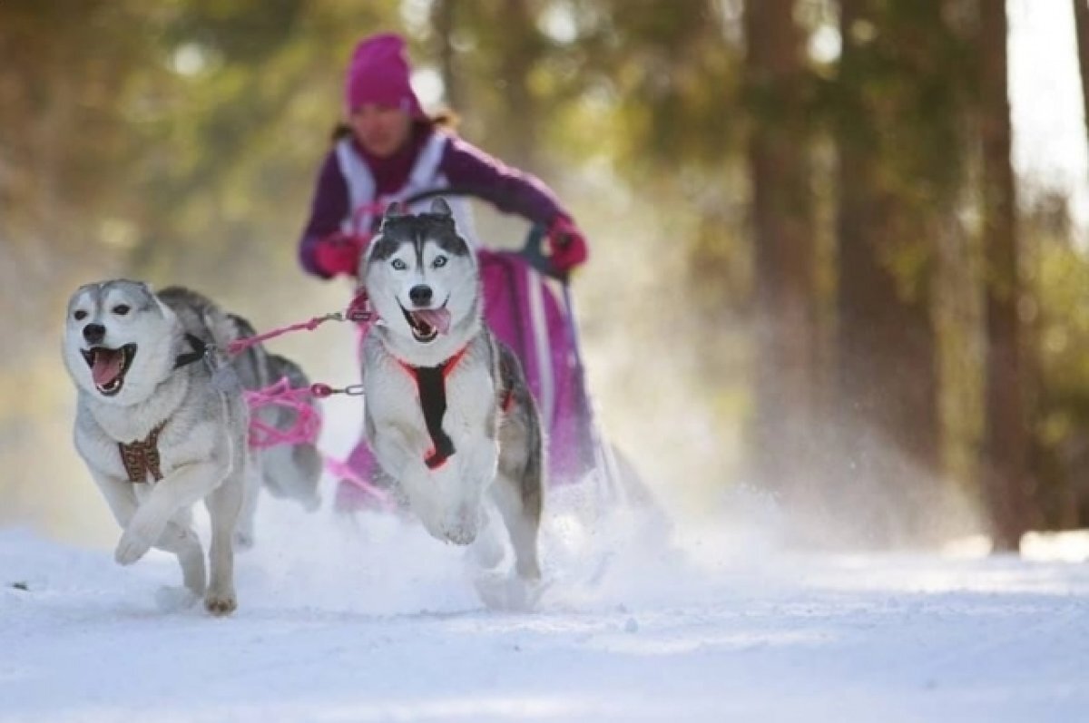    Хаски обожают скорость, поэтому им нужно много бегать.