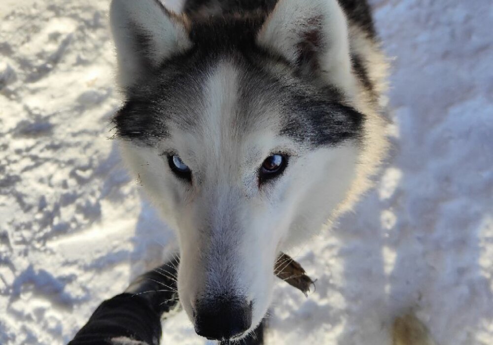    У хаски очень часто встречаются глаза разного цвета. Фото:  АиФ/ Евгения Хомицкая