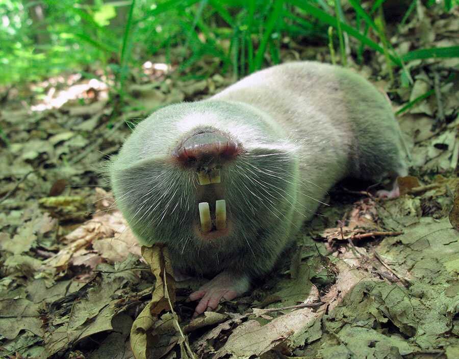 ТоТ самый пророк без глаз