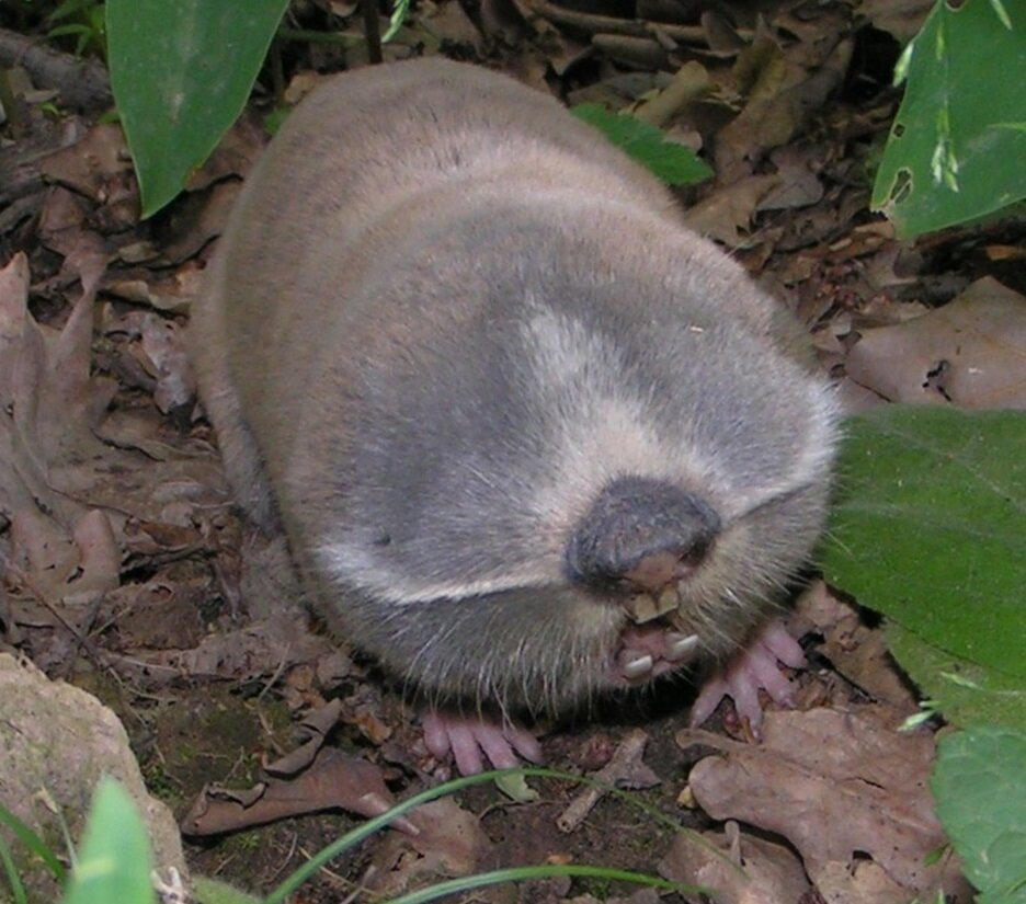 Австралия квокка. Грезем. Найджел мэнселл сейчас. Грезем. Обгрызанное дерево.