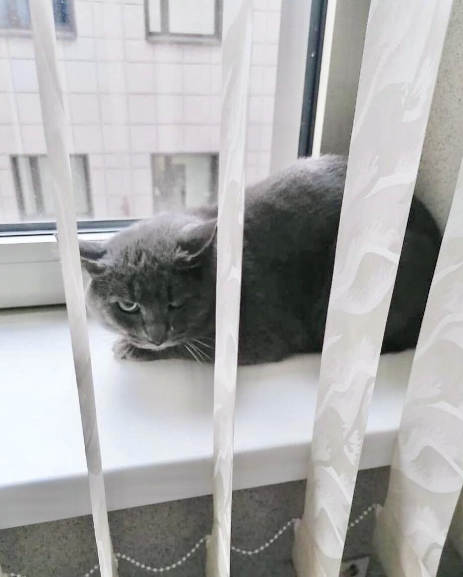 История у этого серого кота такая обычная и такая печальная: его подкинули на 3 этаж Боткинской больницы. Он там жил 2 недели, прячась за кулерами. Все больше дичась и опасаясь.