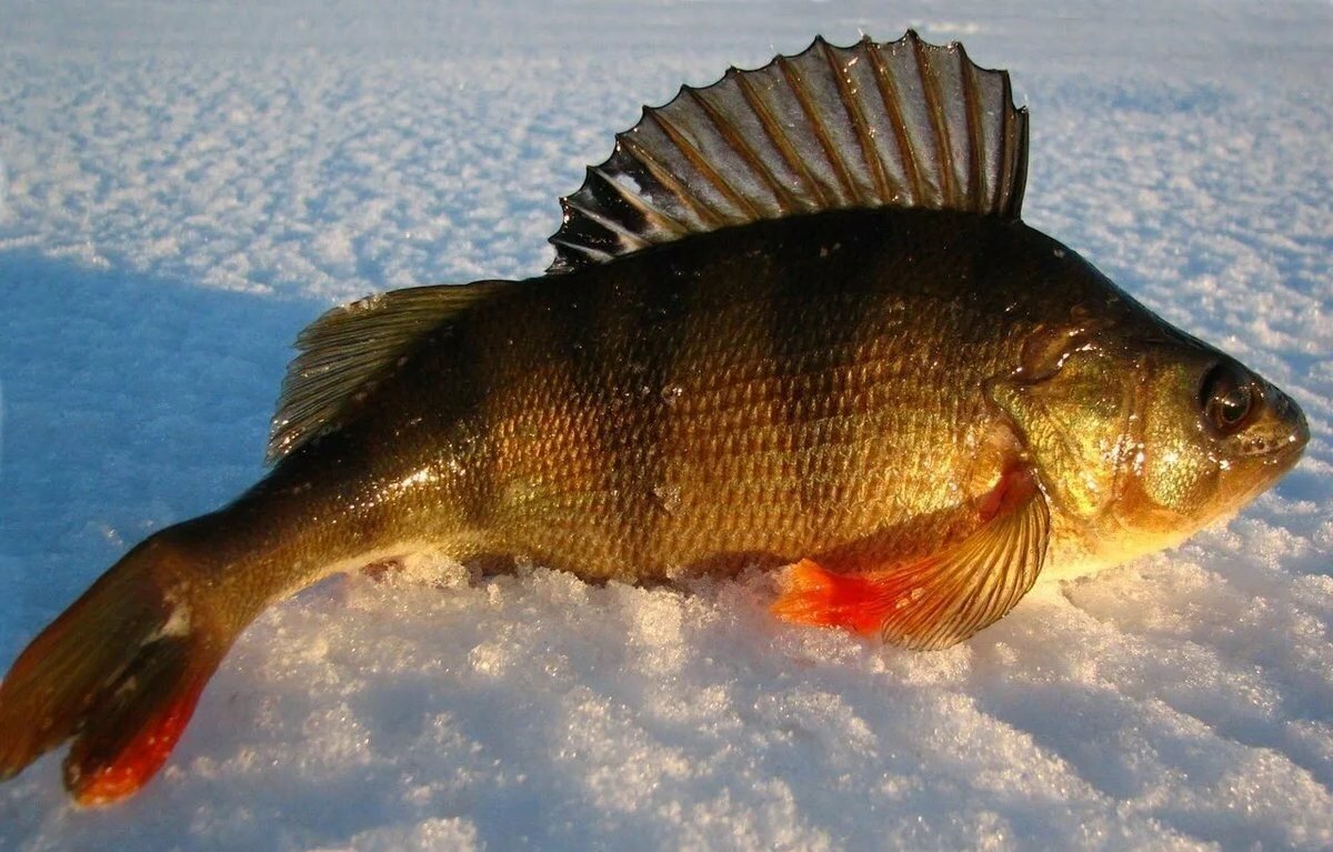 Окунь на мормышку с мотылем