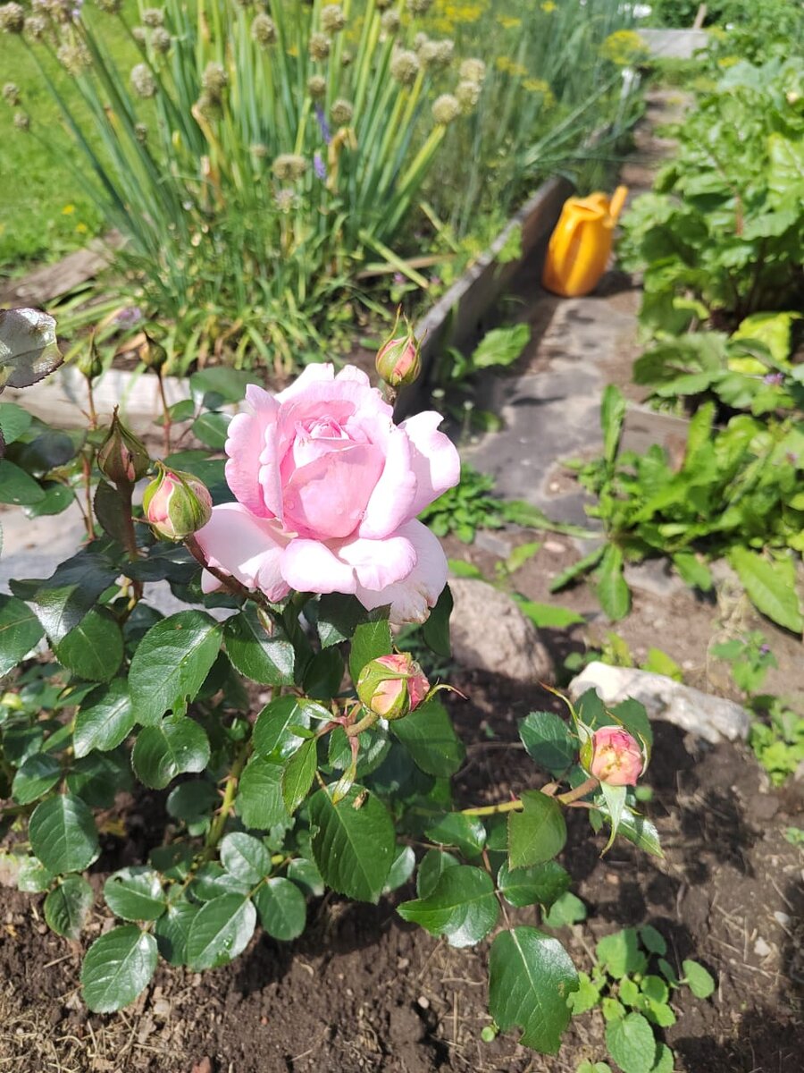 Отрада сердца моего. Коллонтай дорогу крылатому эросу. Мария высоцкая книги. Отрада сердца моего. Я желаю тебе добра стихи вероники тушновой.