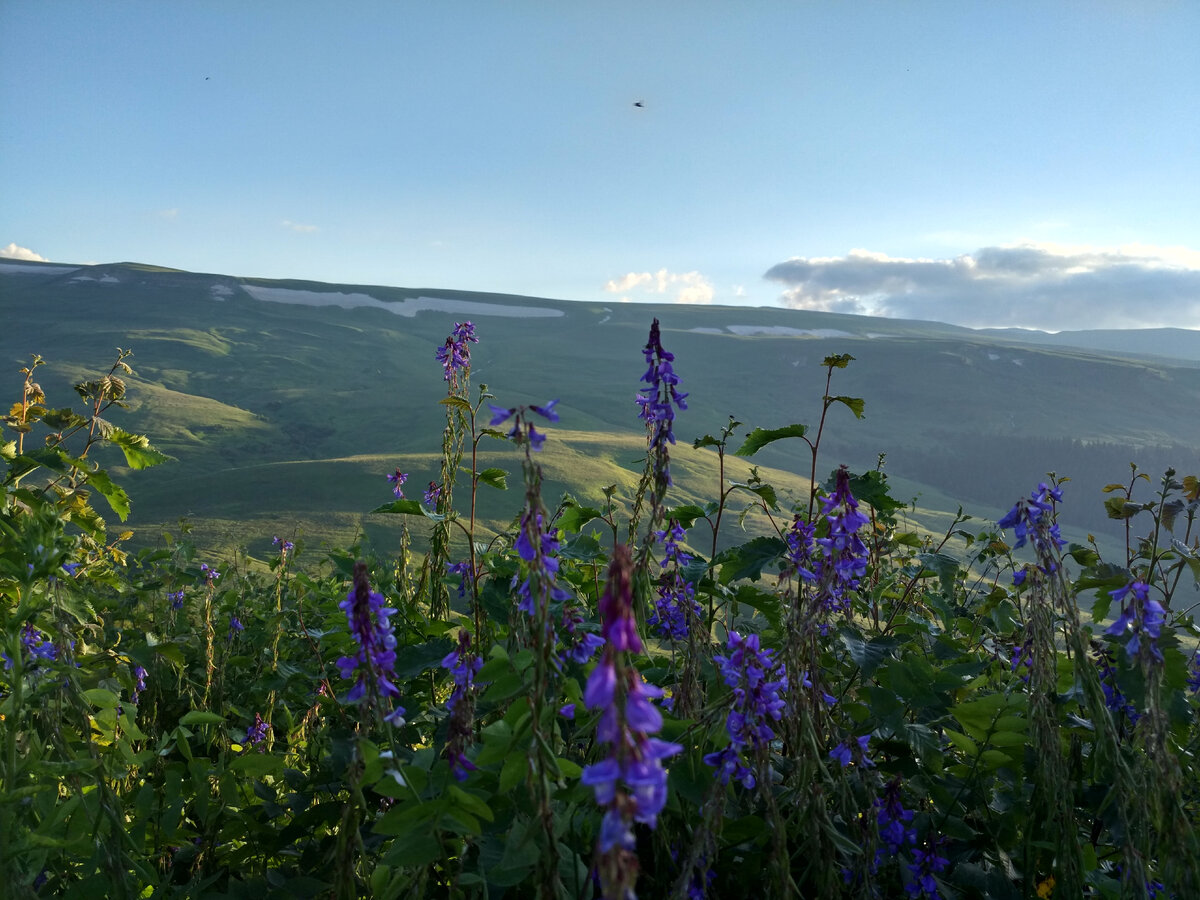 Фото автора. Плато Лаго-Наки, Адыгея, 2018
