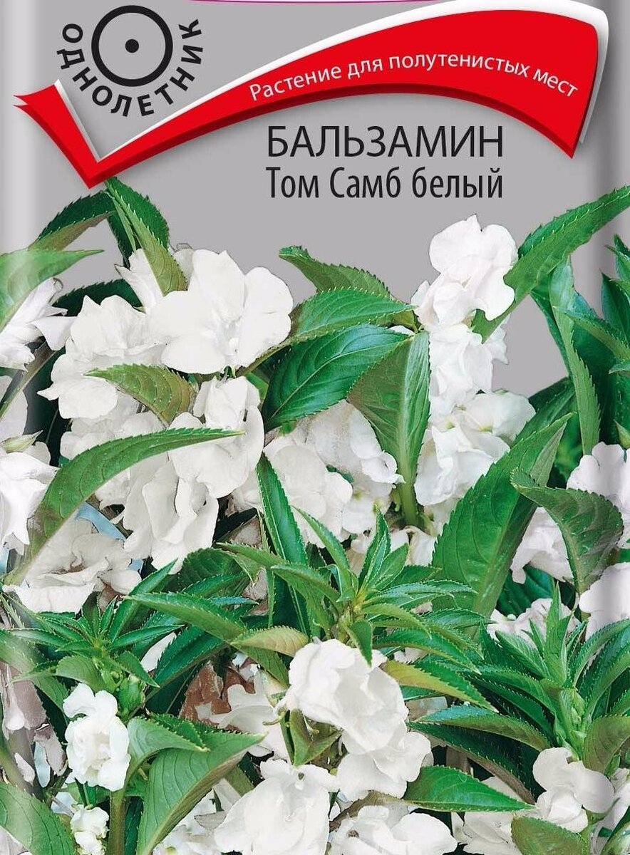 Семена Бальзамин Том Самб