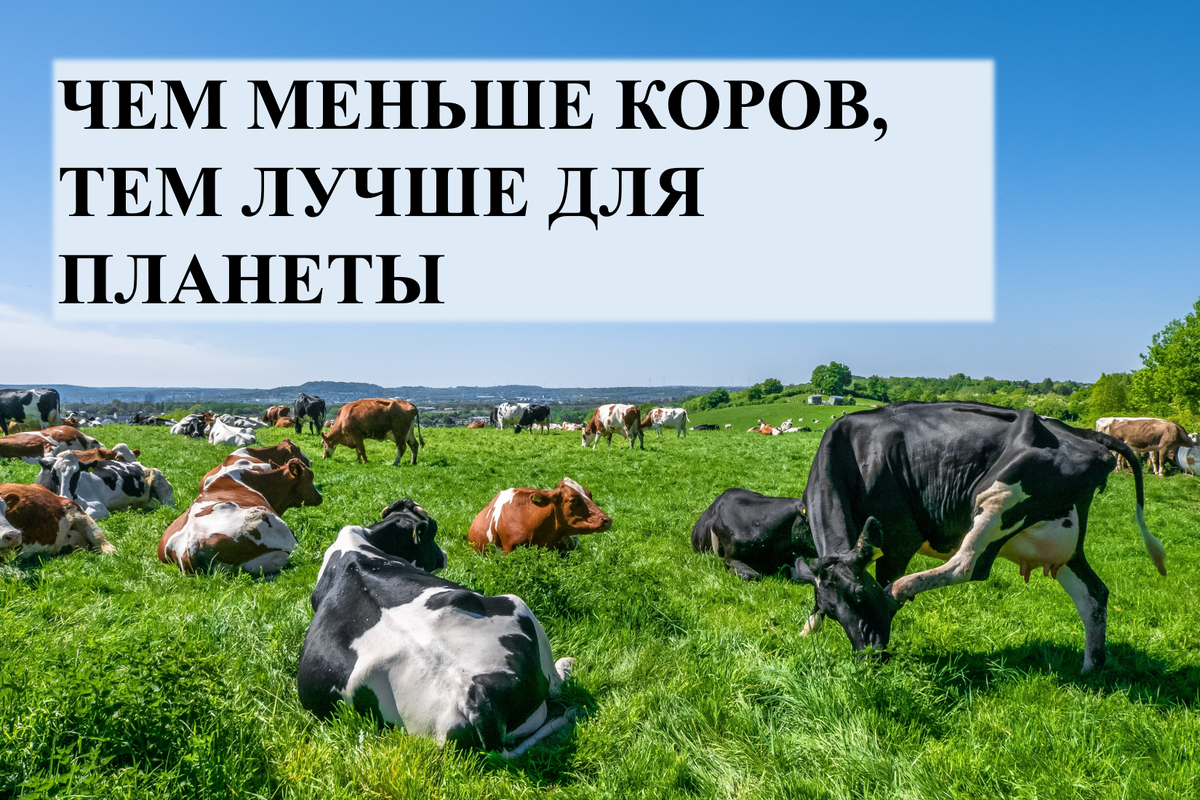 <a href="https://www.freepik.com/free-photo/herd-cows-grazing-pasture-during-daytime_12859405.htm#query=%D1%81%D1%82%D0%B0%D0%B4%D0%BE%20%D0%BA%D0%BE%D1%80%D0%BE%D0%B2&position=1&from_view=search&track=ais&uuid=12115726-e046-41b8-afeb-6001adede453">Image by wirestock</a> on Freepik