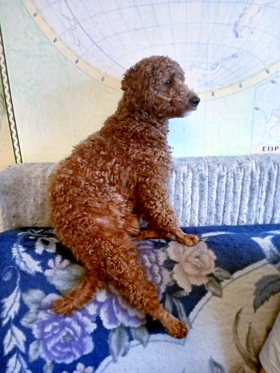 Румпель: - Сижу я.