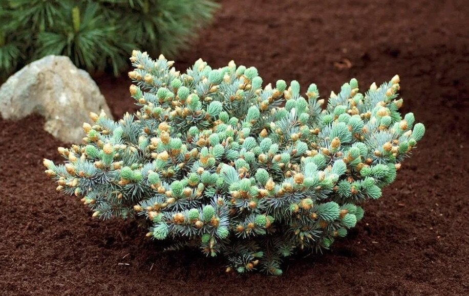 Карликовые хвойные. Ель Picea pungens St. Mary's Broom. Ель колючая Picea pungens Saint Marys Broom. Ель голубая колючая Picea pungens. Ель колючая St. Mary's Broom.