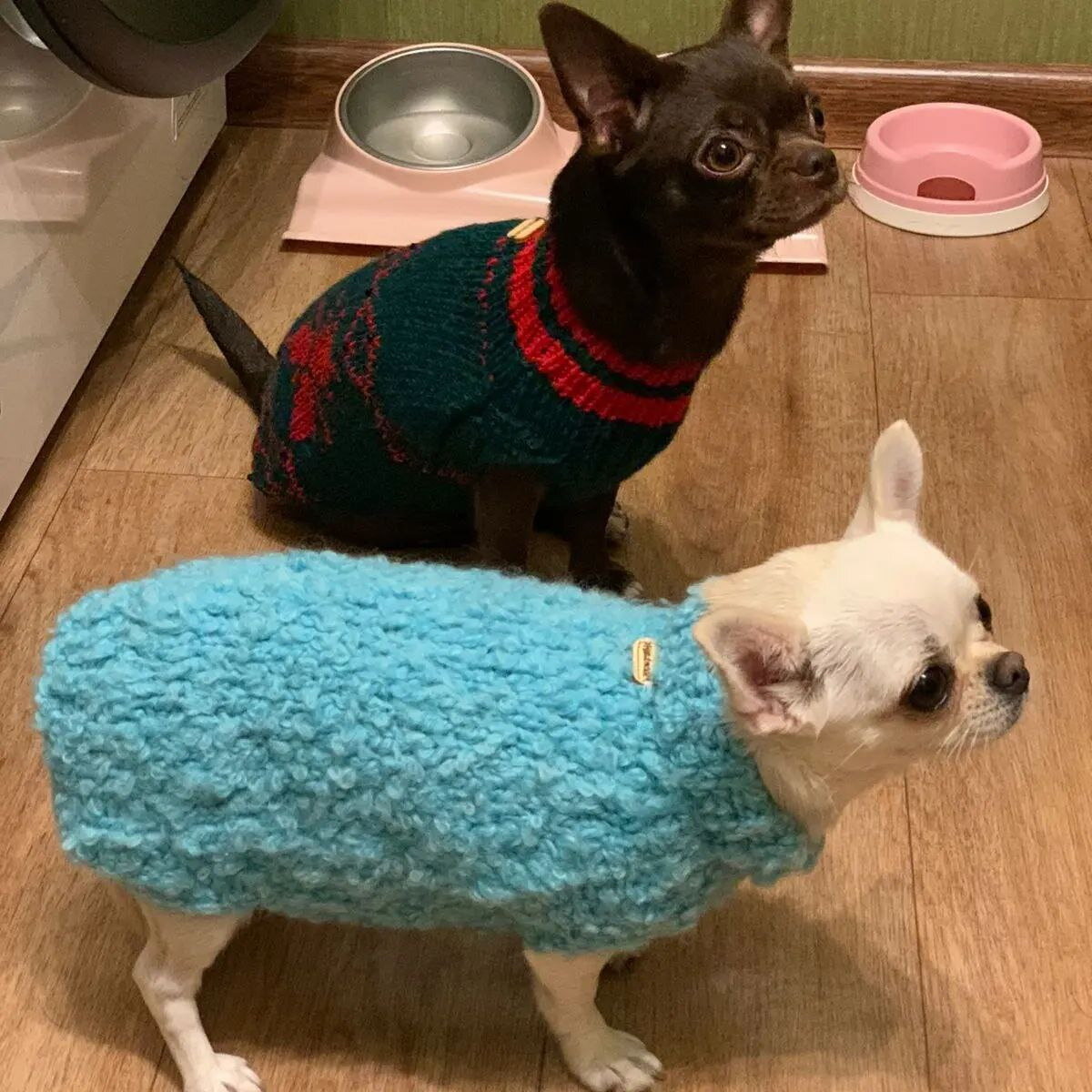 Это собачки моей клиентки зажигают в жилетках.